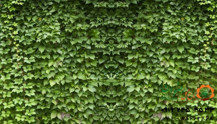 گیاهان مناسب برای طراحی دیوار سبز