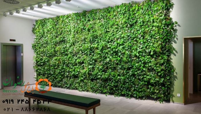 گیاهان مناسب برای طراحی دیوار سبز