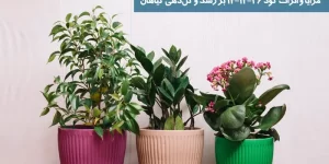 مزایا و اثرات کود ۱۲-۱۲-۳۶ بر رشد و گل_دهی گیاهان مزایا و اثرات کود ۱۲-۱۲-۳۶ بر رشد و گل_دهی گیاهان