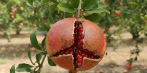 چرا میوه_ها ترک می_خورند یا زود می_ریزند؟