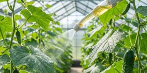 گوگرد مایع برای خیار گلخانه_ای